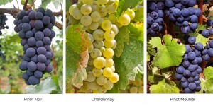 prezentacija-champagne-grapes