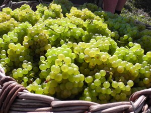 prezentacija-chardonnay