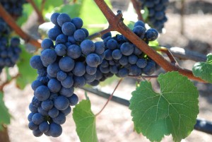 prezentacija-pinot-noir