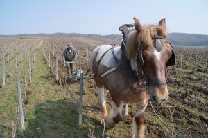 Marguet straipsnis 2016